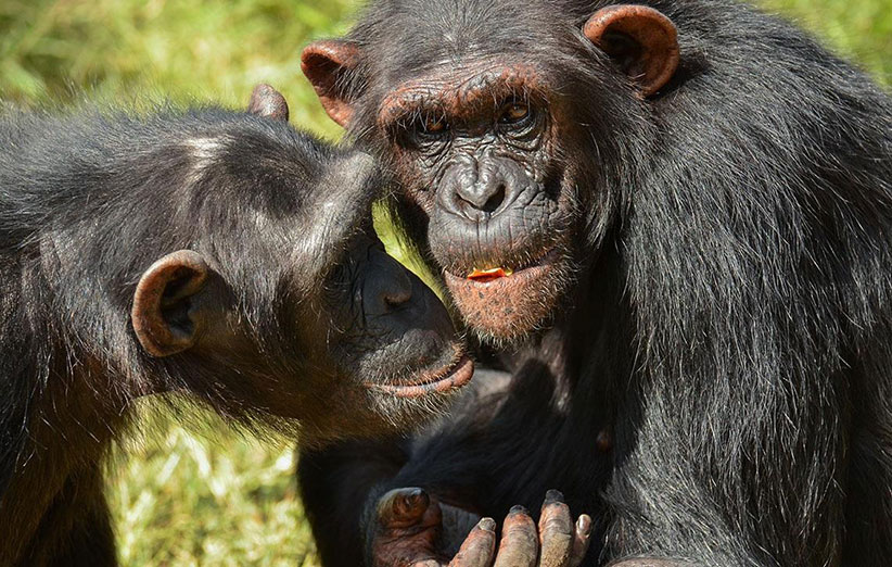 اعتماد در شامپانزه