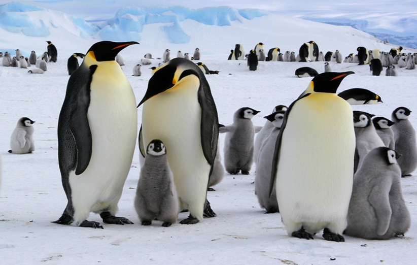 پنگوئن‌های امپراطور بخش اعظم زمستان را بر روی یخ‌های باز می‌گذارند و حتی در این فصل سخت و ناملایم سال زادآوری هم می‌کنند
