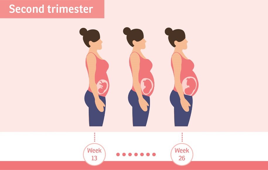 سه ماه دوم بارداری