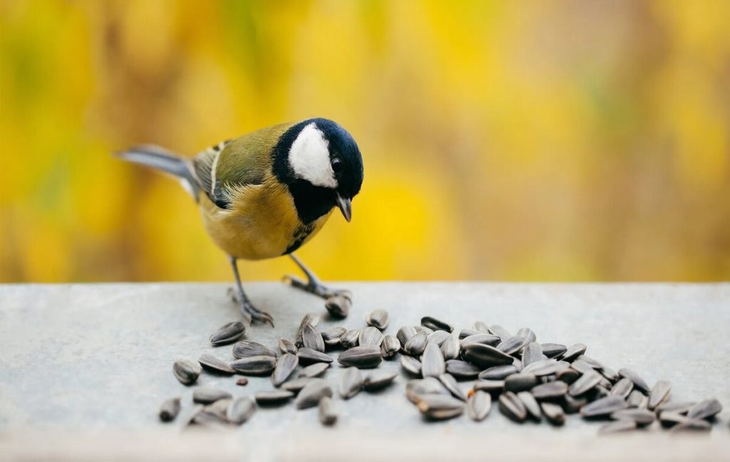 غذاهای مناسب برای پرندگان