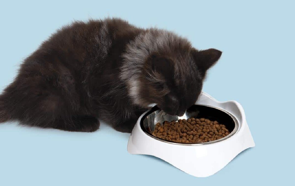 راهنمای خرید ظرف غذای گربه؛ همراه با معرفی بهترین‌های دیجی‌کالا