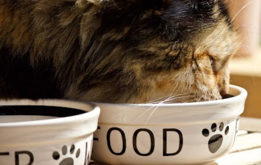 ابعاد مناسب برای ظرف غذای گربه