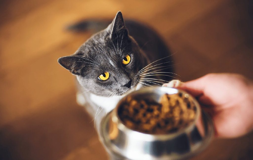 بهترین ظرف غذا برای گربه