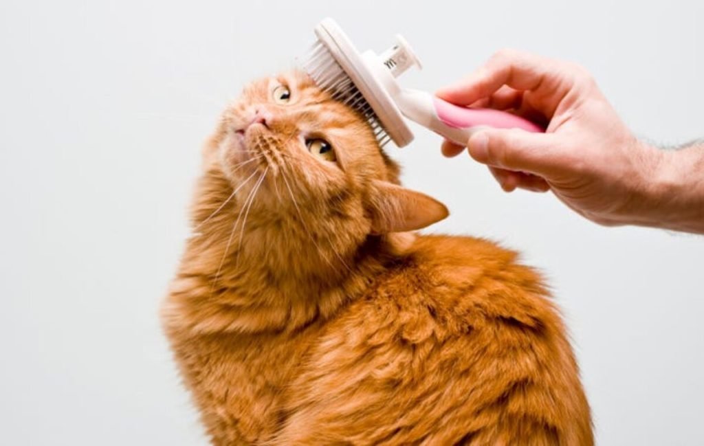 بهترین ابزارها برای کاهش ریزش موی گربه