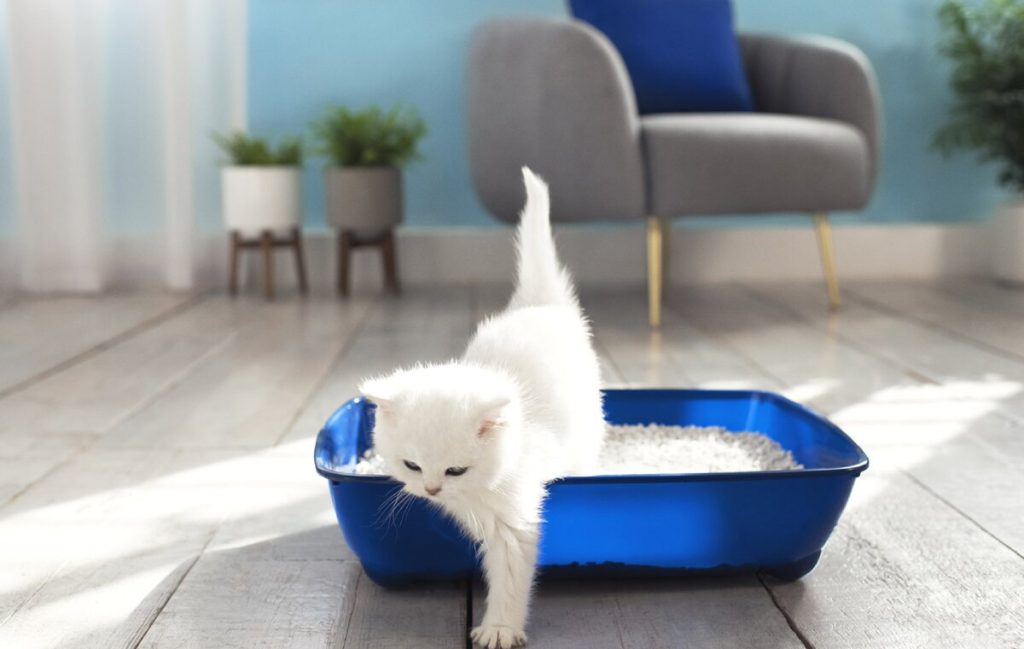 چگونه بوی بد ادرار و مدفوع گربه را از بین ببریم