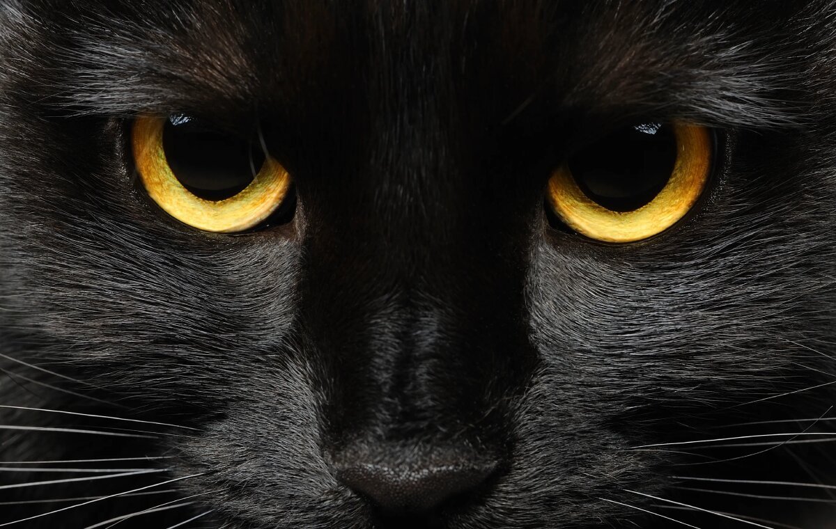 افسانه‌هایی درباره‌ی گربه‌ی سیاه از سرتاسر جهان