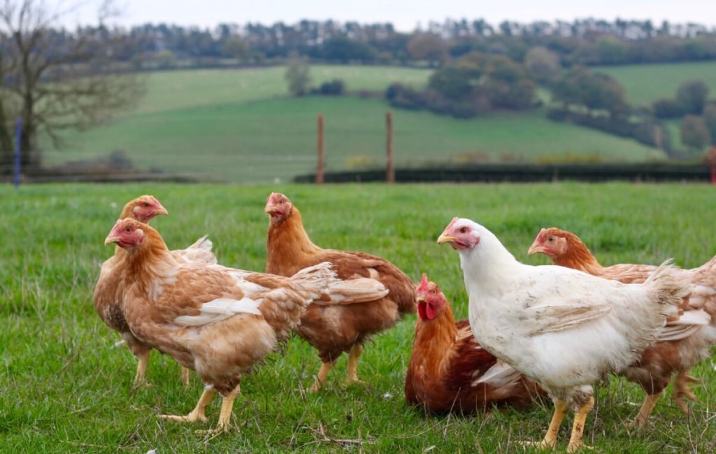 آنفولانزای مرغی از بیماری‌های مشتریک پرندگان و انسان‌ها
