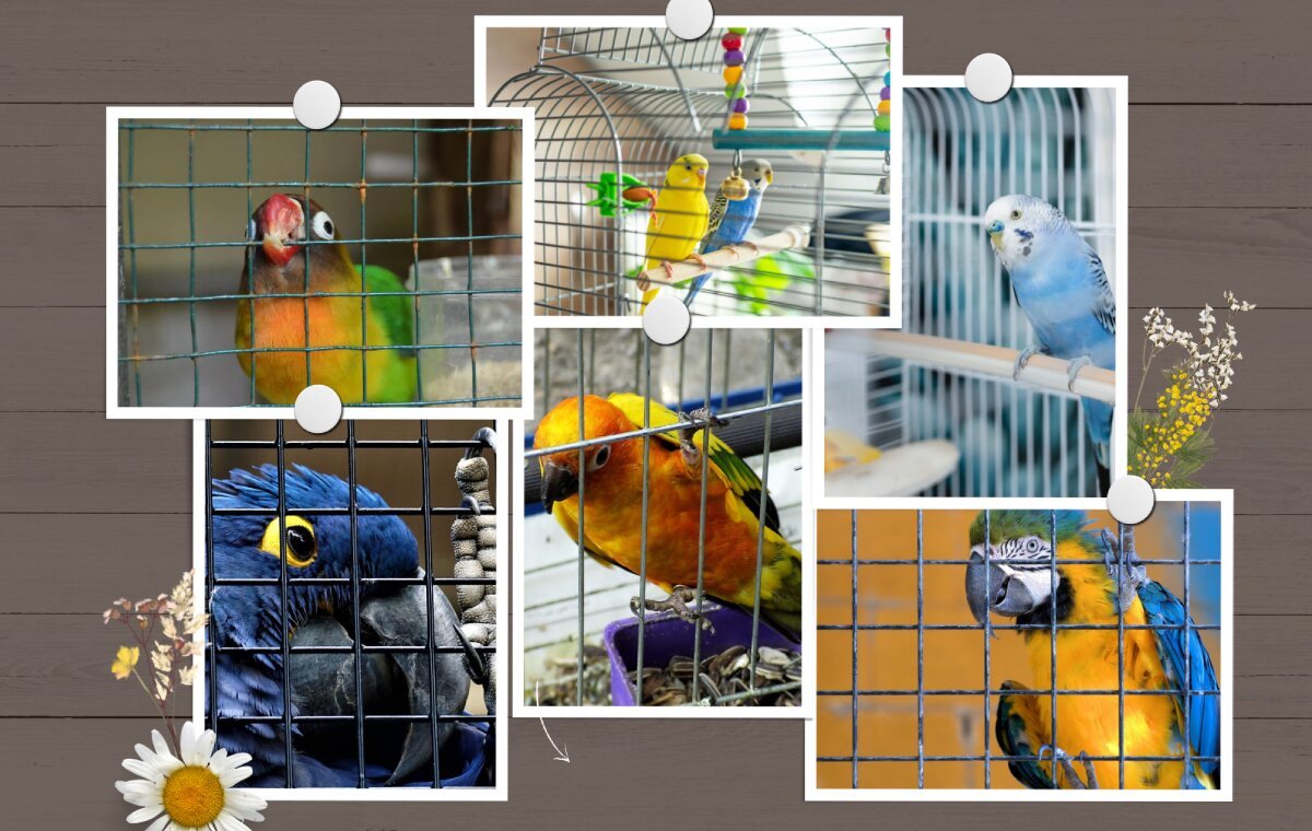 آیا نگه داشتن پرنده در قفس کار درستی است؟