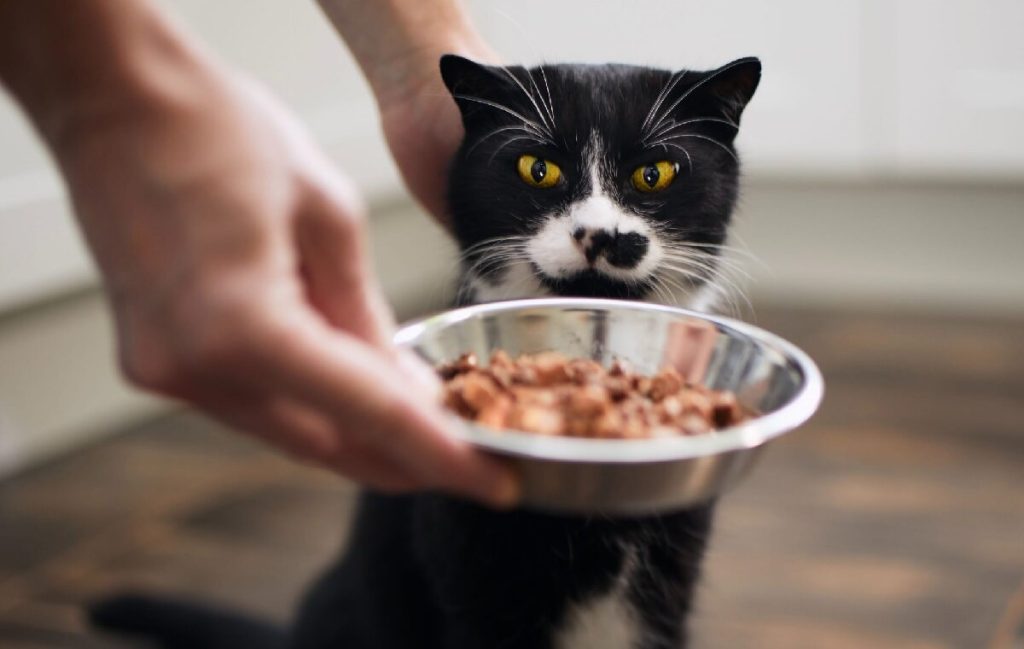 10 نکته‌ی حیاتی در انتخاب غذای گربه