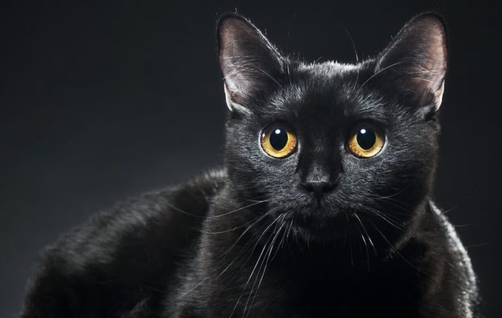 گربه‌های سیاه عامل بدشانسی نیستند