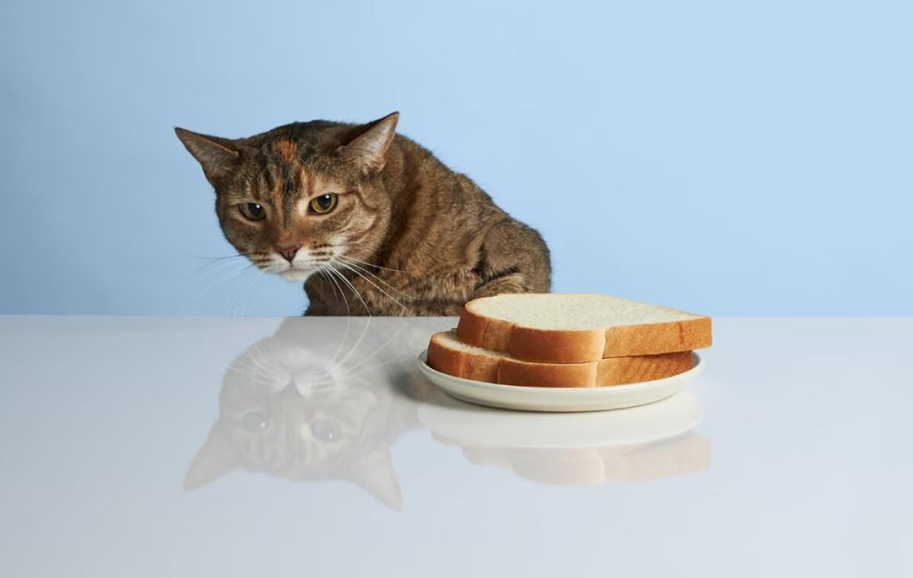 آیا خوردن نان برای گربه ضرر دارد؟