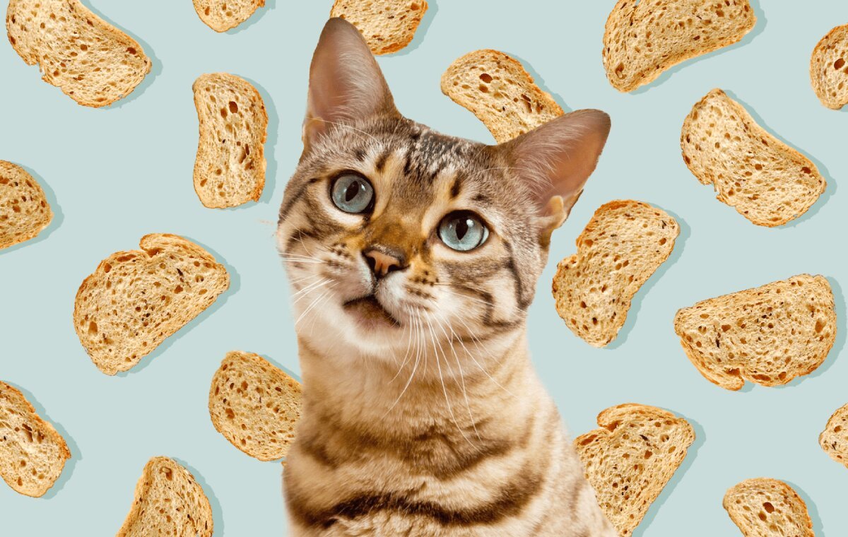 آیا خوردن نان برای گربه بی‌خطر است؟