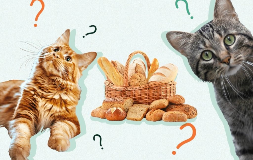 آیا نان خوردن برای گربه مجاز است؟