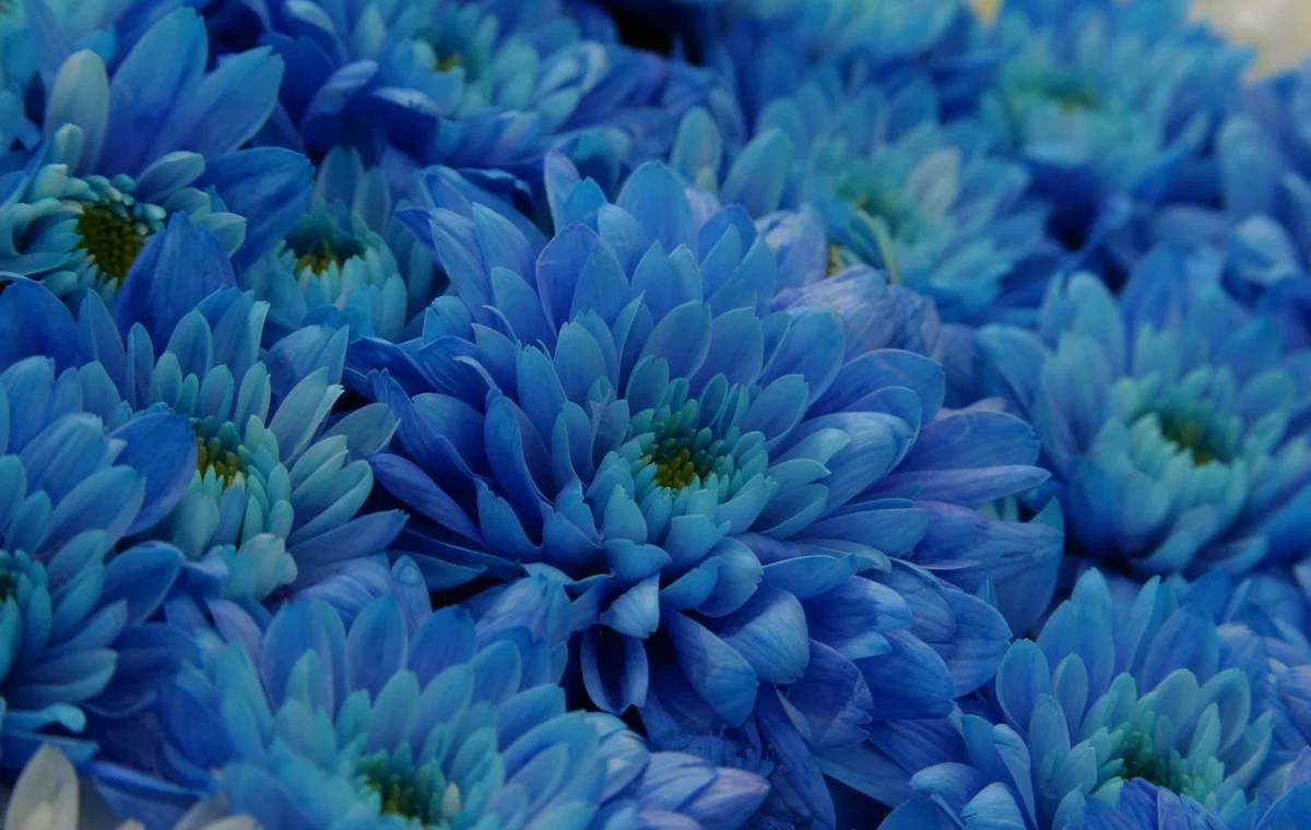گل داوودی آبی