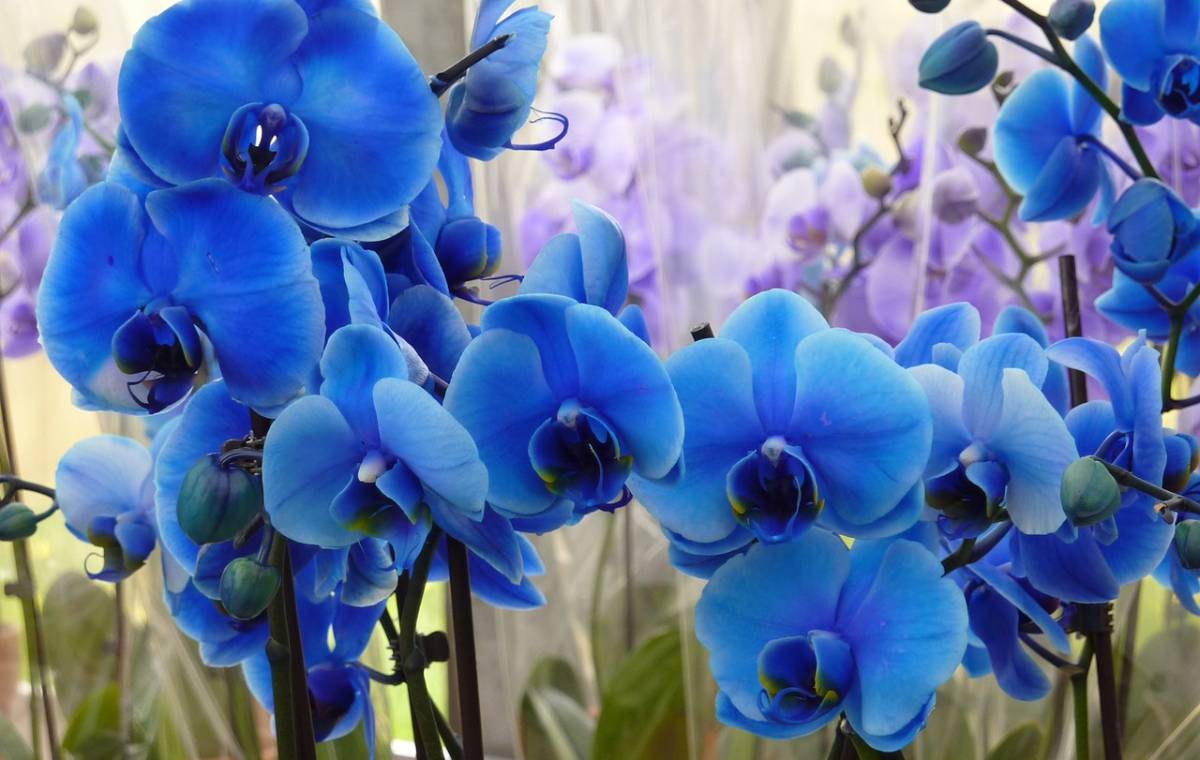 گل ارکیده آبی