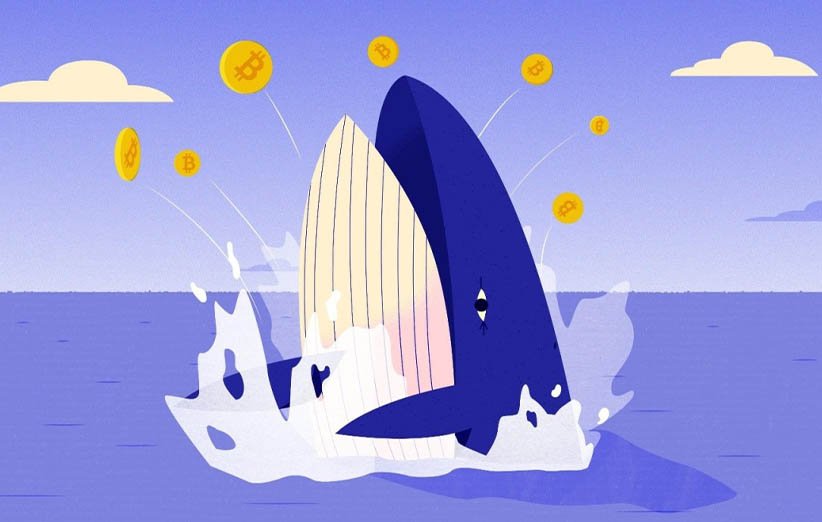 ردیابی کیف پول نهنگ‌ها