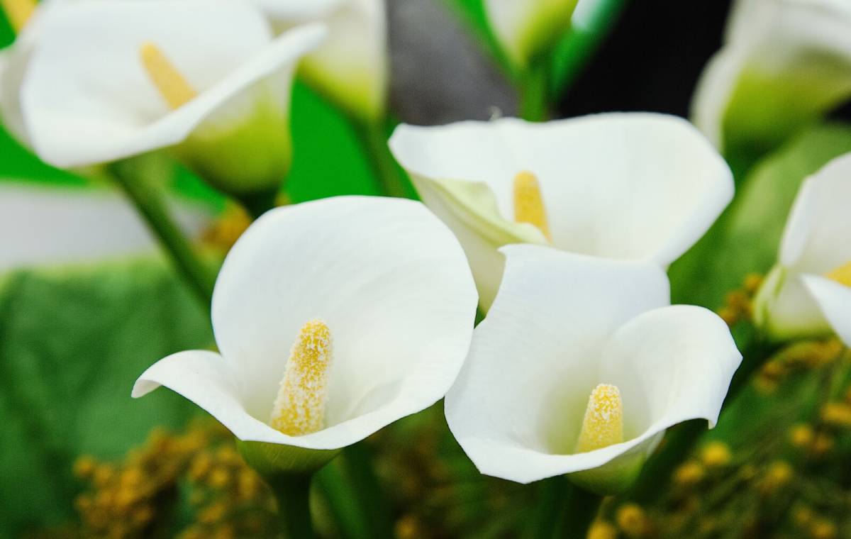 گل شیپوری سفید