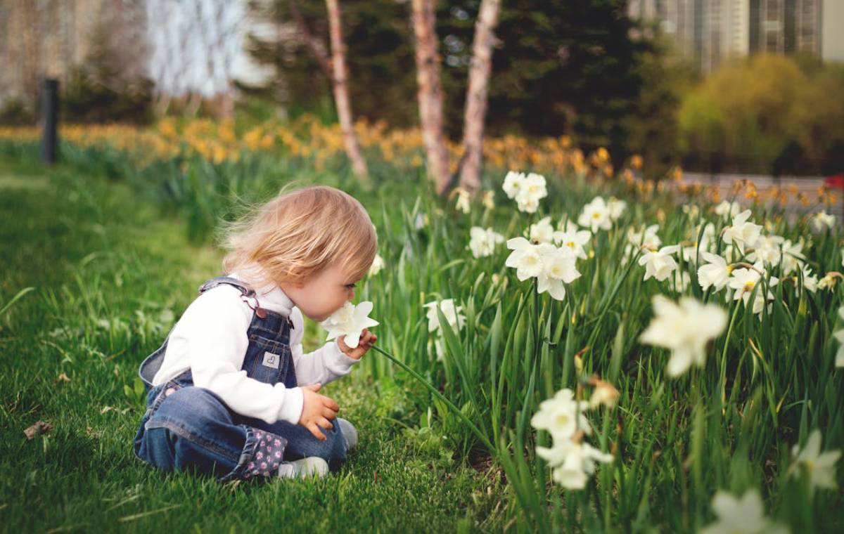 کودکی گل نرگس را می‌بوید