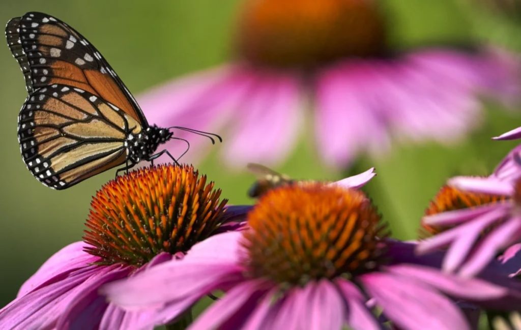 سرخارگل (Echinacea)