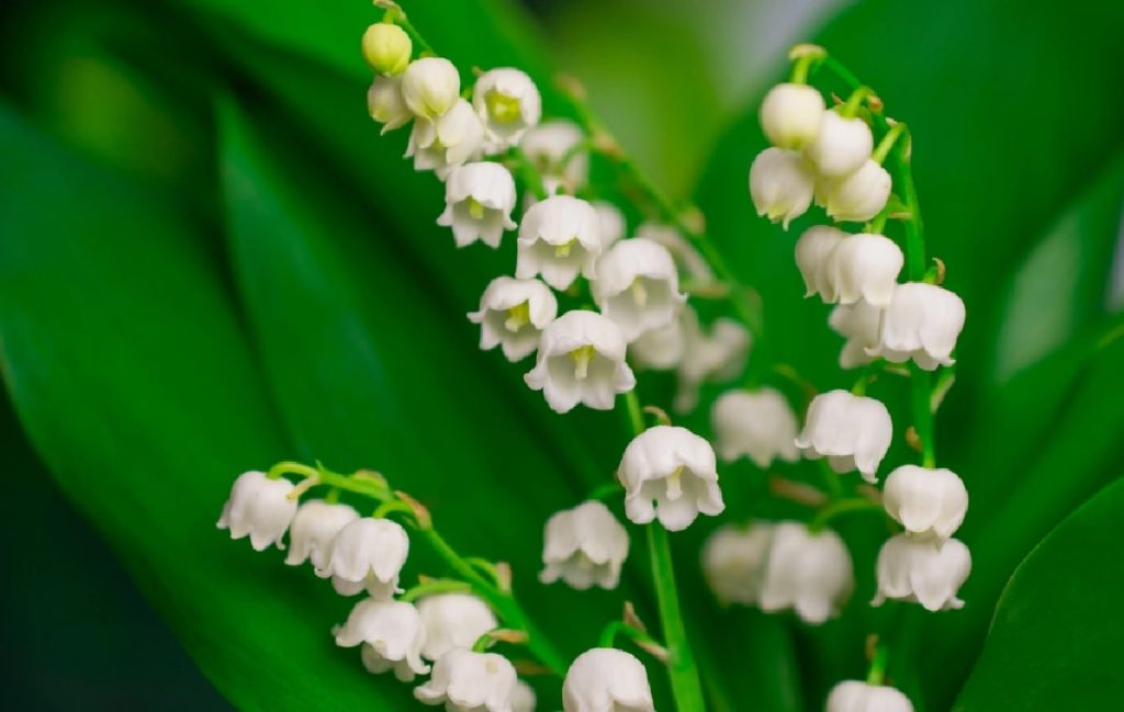 گل برف (Convallaria majalis)