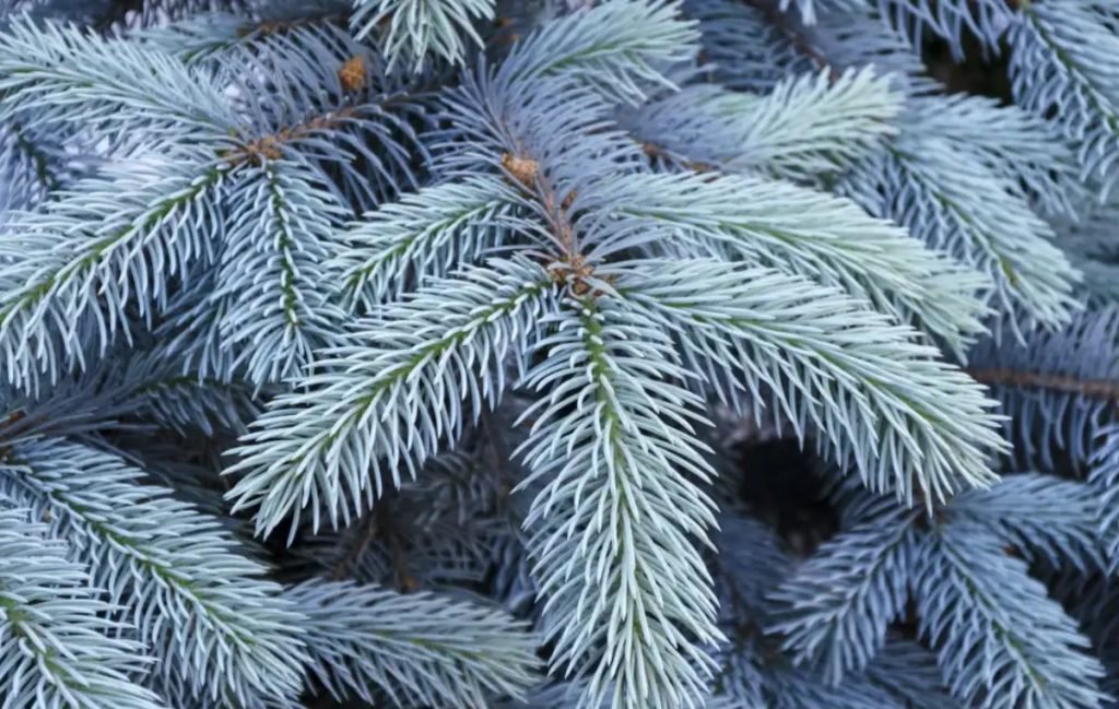 نوئل آبی (Picea pungens)