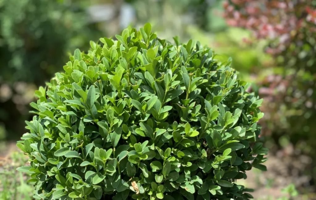 شمشاد زمستانه (Buxus microphylla 'Wintergreen')