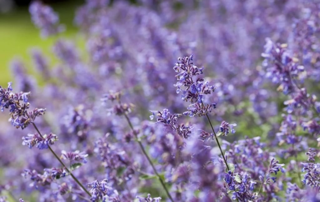 نعناع گربه‌ای (Nepeta)