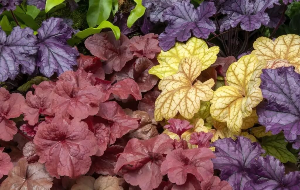 زنگ‌های مرجانی (Heuchera)