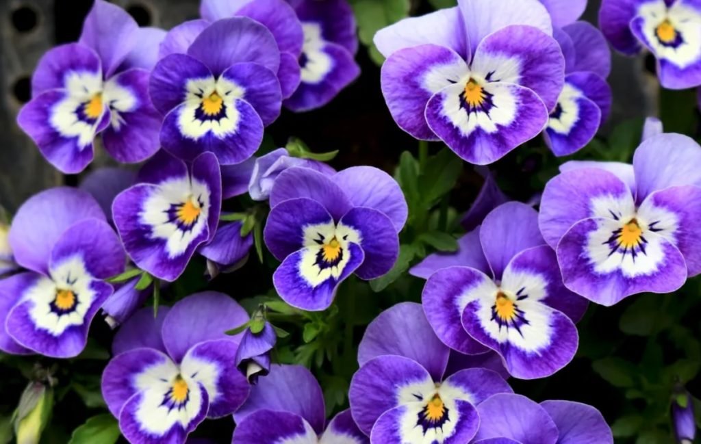 بنفشه (Viola × wittrockiana)