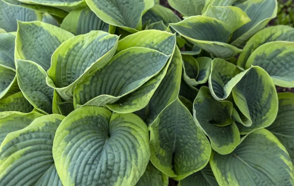 هوستا (Hosta)