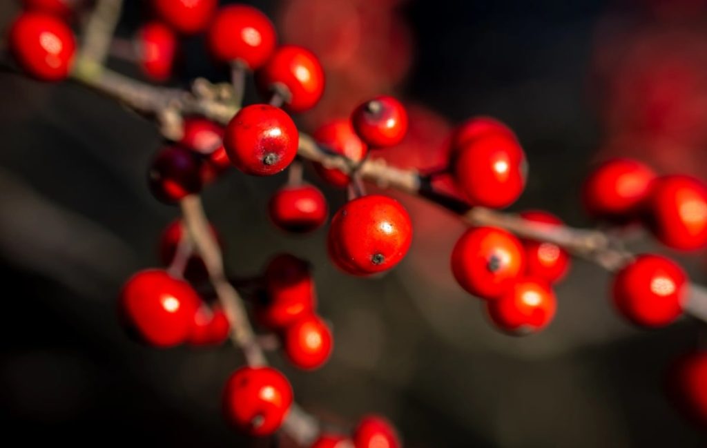 توت زمستانی (Ilex verticillata)