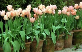 راهنمای گام به گام کاشت پیاز گل‌ برای خلق باغچه‌ای رنگارنگ در بهار