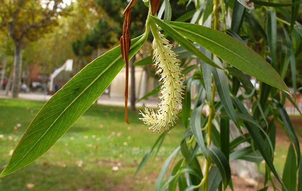 خواص عرق بیدمشک