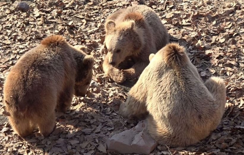 مستند دنیای وحشی زاگرس